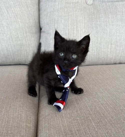 ALBERT - Domestic Short Hair available for adoption