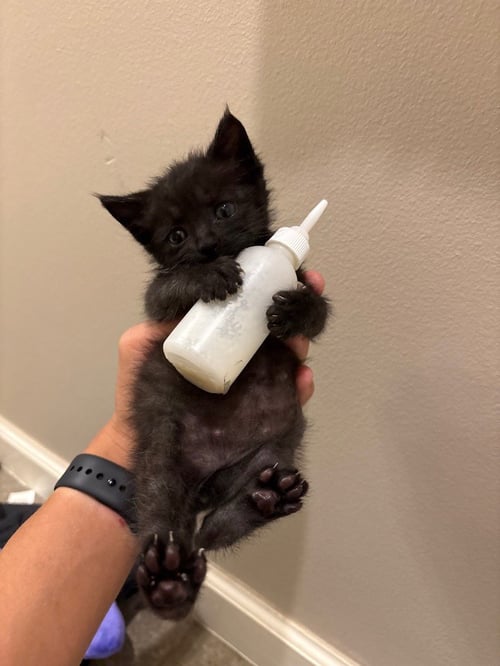 ALBERT - Domestic Short Hair available for adoption