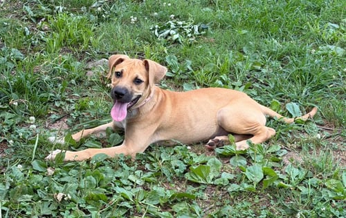 ARIEL - Labrador Retriever / Mastiff available for adoption