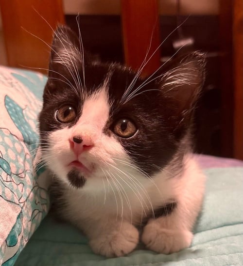 SIMON - Domestic Short Hair available for adoption
