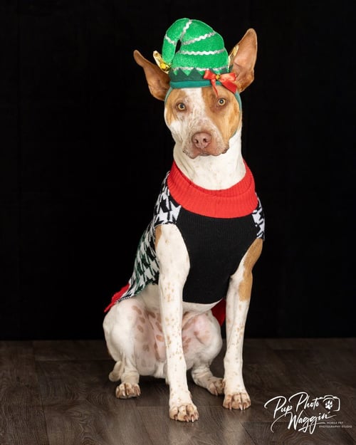 CALVIN - Cattle Dog / Pit Bull Terrier available for adoption