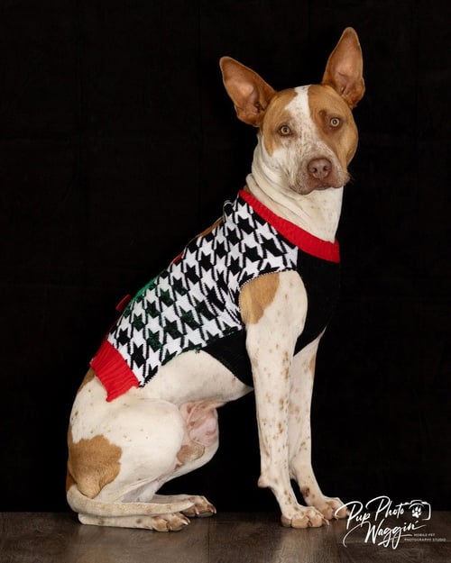 CALVIN - Cattle Dog / Pit Bull Terrier available for adoption