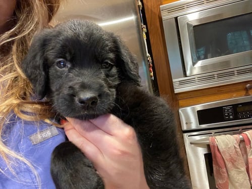 CARDAMOM - Labrador Retriever available for adoption