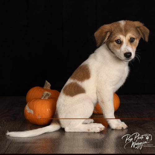 SHAKIRA - Great Pyrenees / Terrier available for adoption
