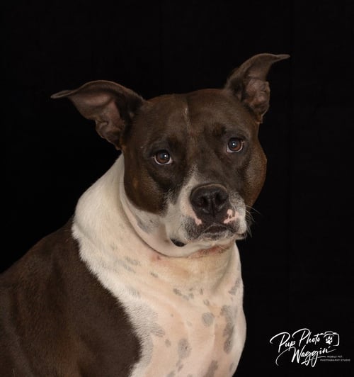 ABBIE - Pit Bull Terrier available for adoption