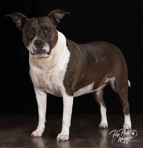 ABBIE - Pit Bull Terrier available for adoption