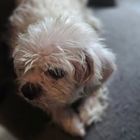 Alfred - Photo 2