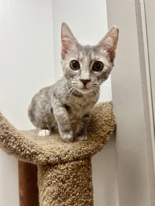 GABBY - Domestic Short Hair available for adoption