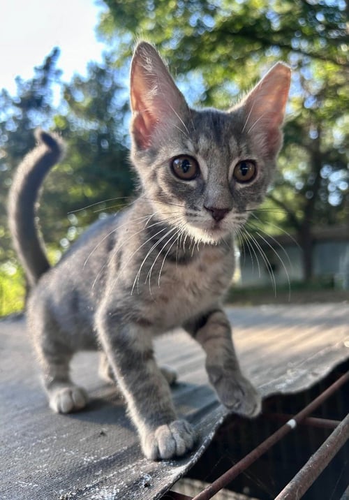 GABBY - Domestic Short Hair available for adoption