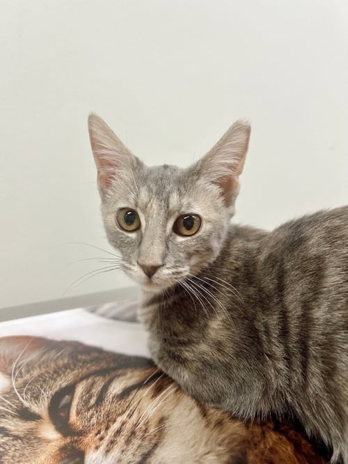 GABBY - Domestic Short Hair available for adoption