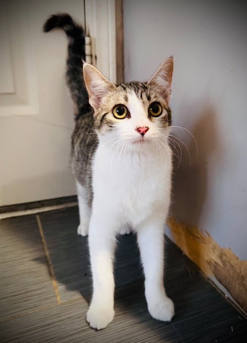 SAM'S BANDIT - Domestic Short Hair available for adoption