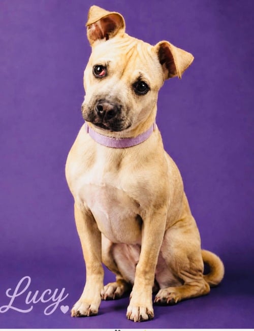 LUCY LOU - Pug / Pit Bull Terrier available for adoption