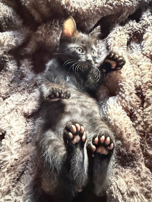 TOBIE - Domestic Short Hair available for adoption