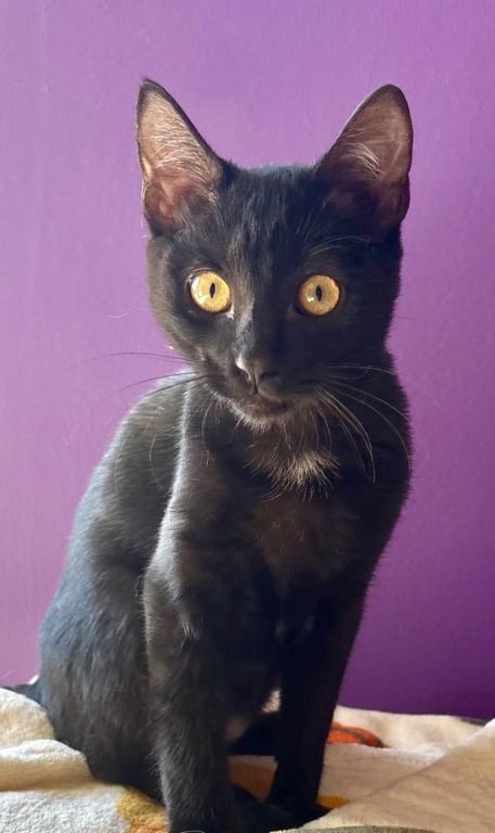 Tobie Image