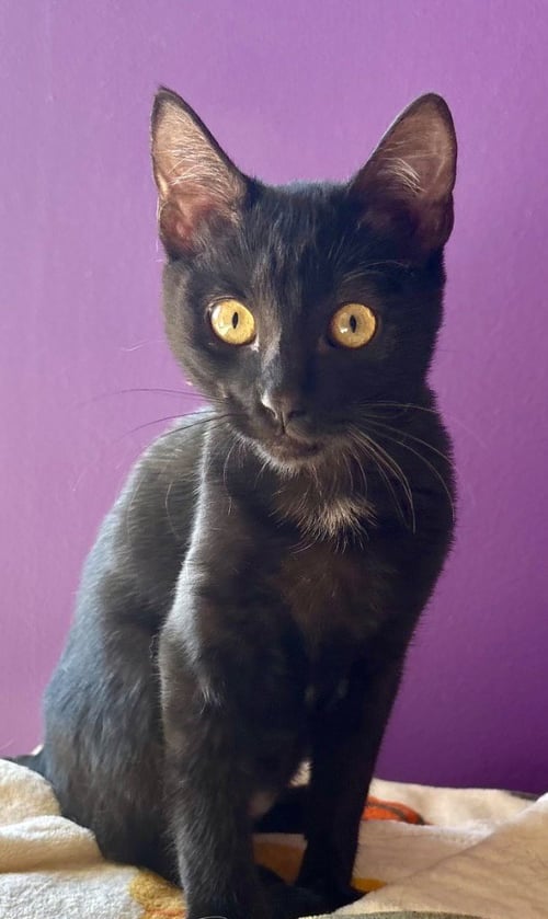 TOBIE - Domestic Short Hair available for adoption