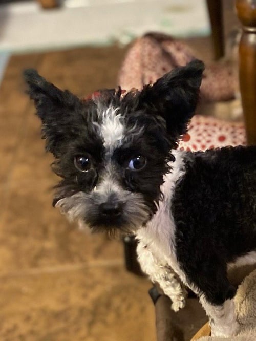 BEN GEE - Yorkshire Terrier Yorkie / Maltese available for adoption