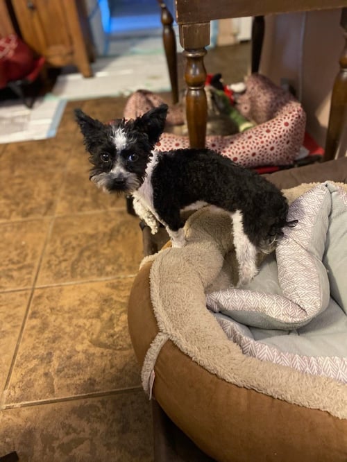BEN GEE - Yorkshire Terrier Yorkie / Maltese available for adoption