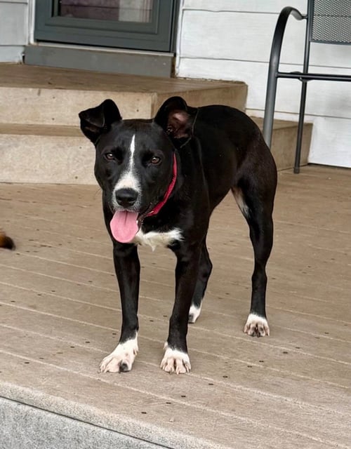 LILA - Labrador Retriever / Pit Bull Terrier available for adoption