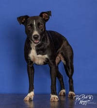 Lila - Photo 1