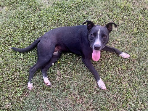 LILA - Labrador Retriever / Pit Bull Terrier available for adoption