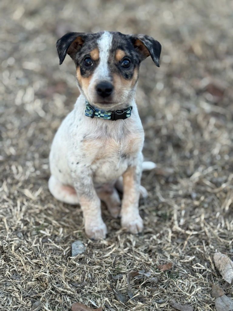 TAZ - Cattle Dog available for adoption