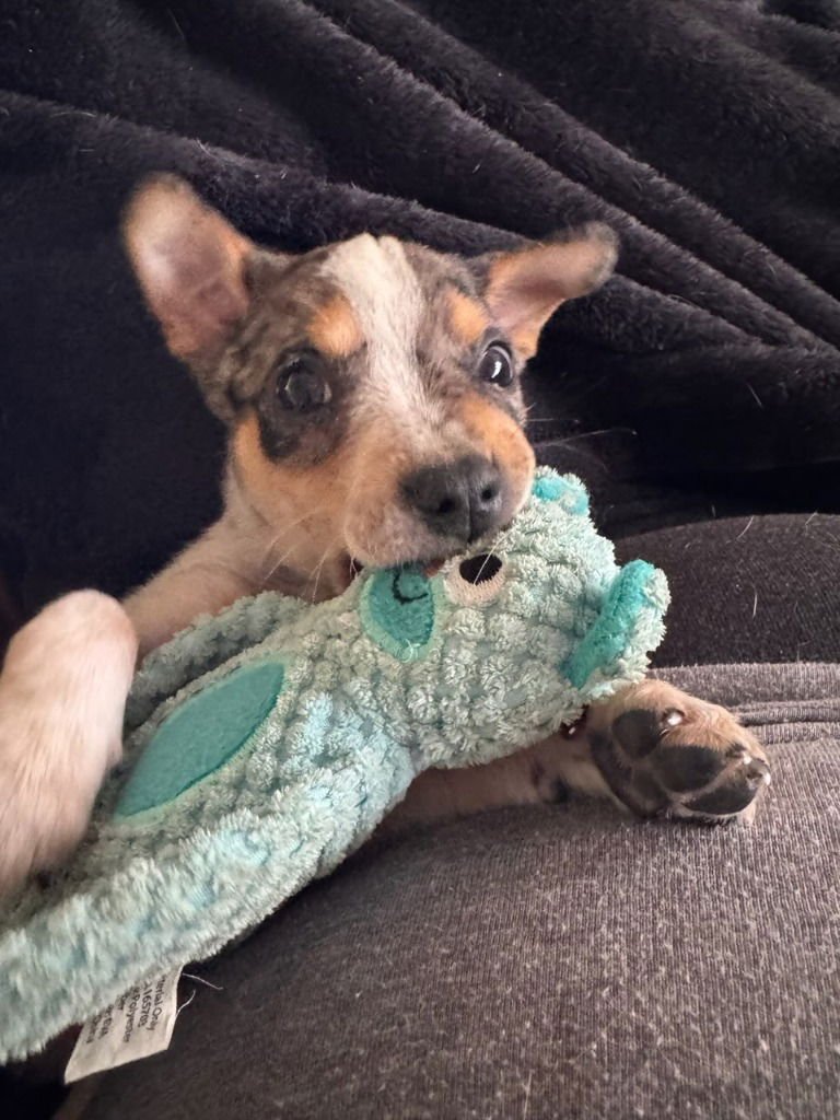 TAZ - Cattle Dog available for adoption