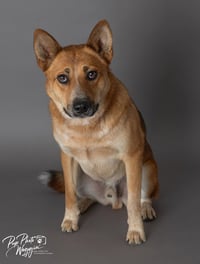 Sampson - Photo 1