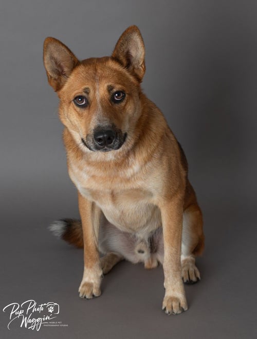 SAMPSON - Australian Cattle Dog/Blue Heeler available for adoption