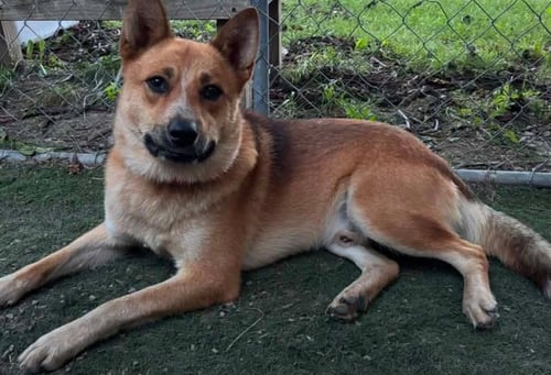 SAMPSON - Australian Cattle Dog/Blue Heeler available for adoption