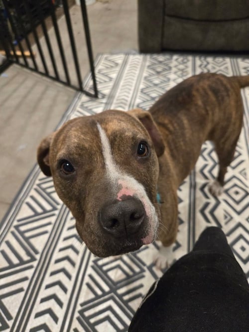 BELLA - Staffordshire Bull Terrier available for adoption