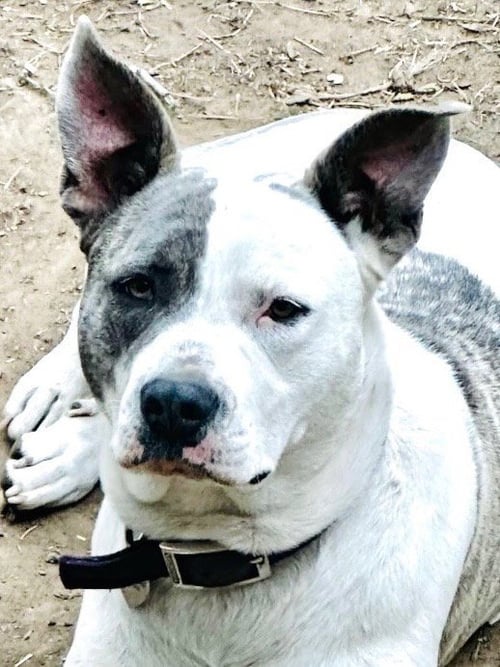 NOVA - CL - Pit Bull Terrier / Staffordshire Bull Terrier available for adoption