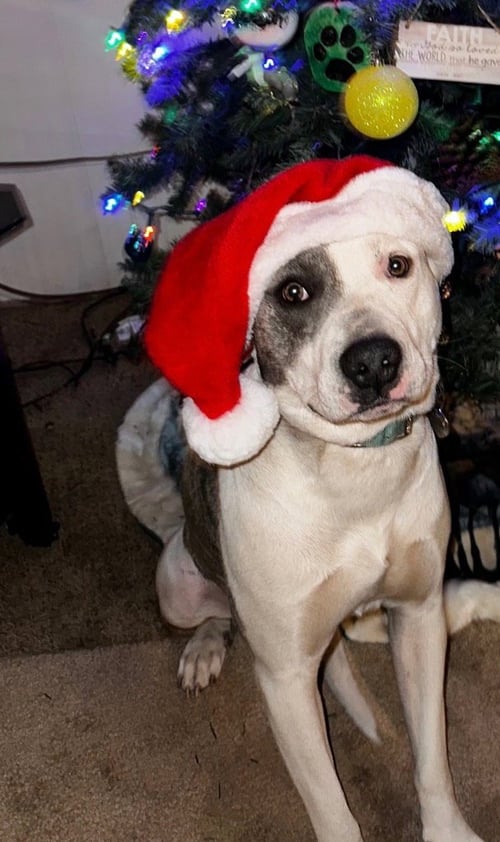 NOVA - CL - Pit Bull Terrier / Staffordshire Bull Terrier available for adoption