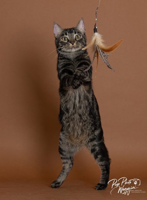 COLBY JACK - Domestic Short Hair available for adoption
