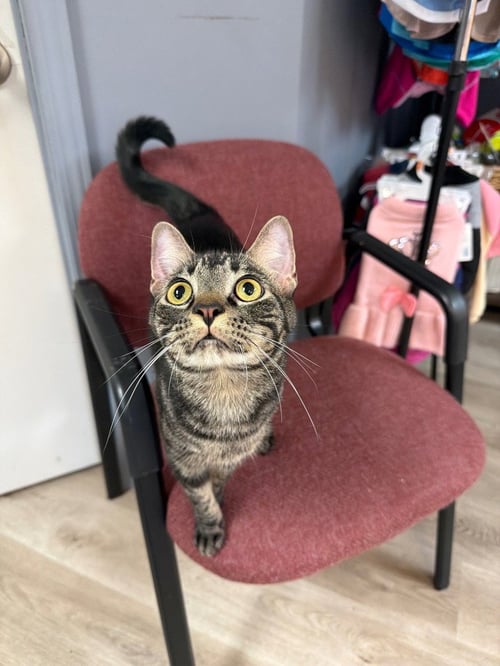 COLBY JACK - Domestic Short Hair available for adoption