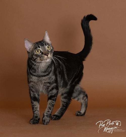 COLBY JACK - Domestic Short Hair available for adoption