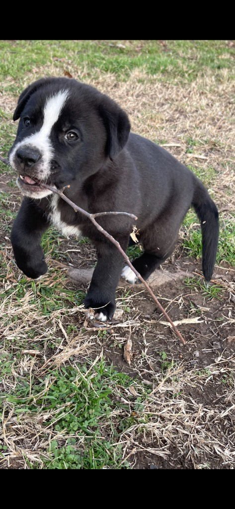 ORSON - Labrador Retriever / Shepherd available for adoption