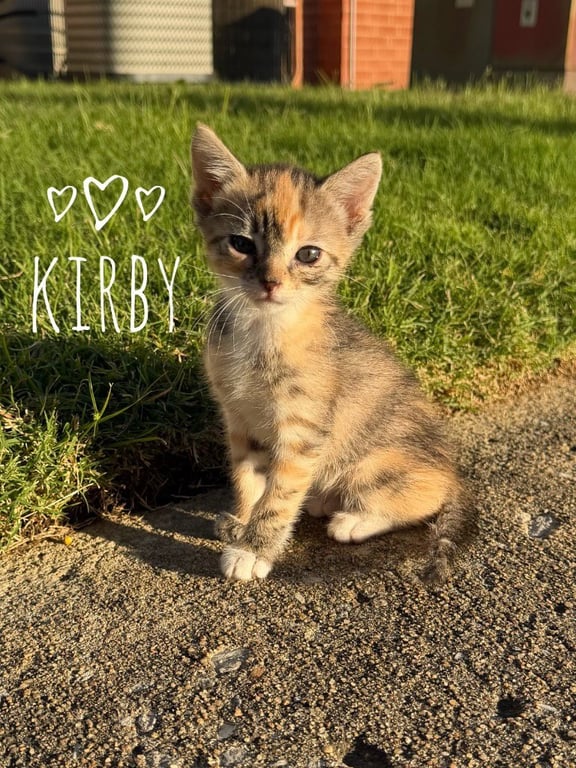 Kirby Image