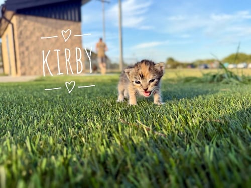 KIRBY - Domestic Short Hair available for adoption