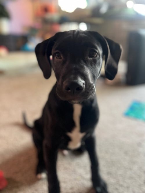 ZIGGY- CL - Labrador Retriever available for adoption