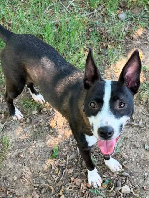 CHINA - Terrier / Pit Bull Terrier available for adoption