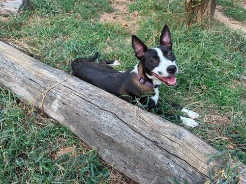 CHINA - Terrier / Pit Bull Terrier available for adoption