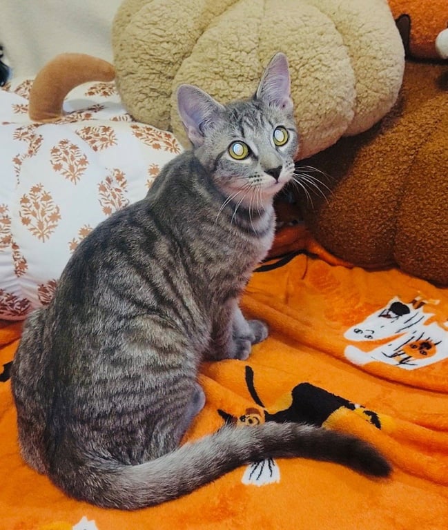Tova Image