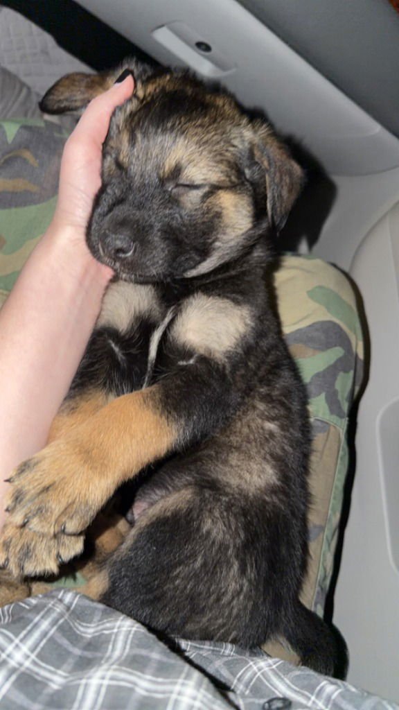 WAFFLES - Australian Shepherd / Husky available for adoption