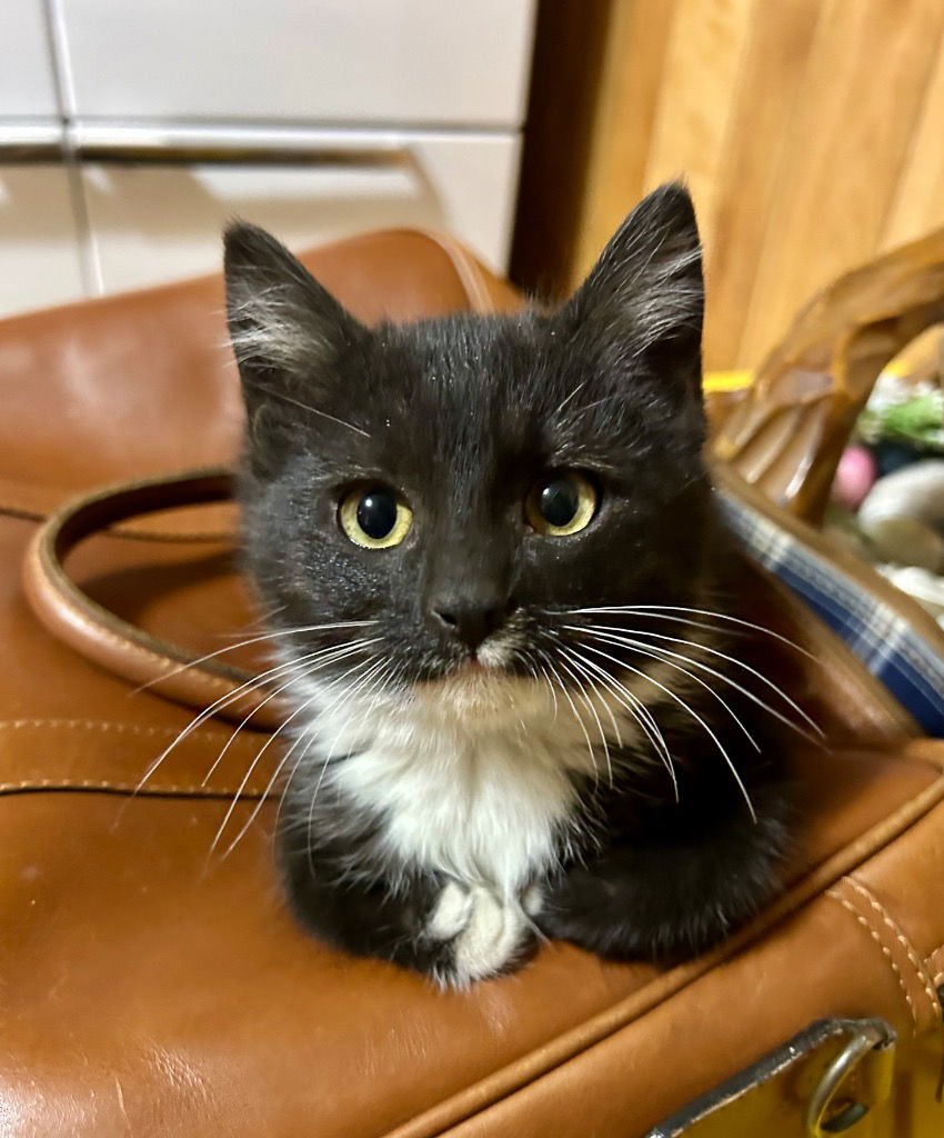 CHARLES - Domestic Medium Hair available for adoption