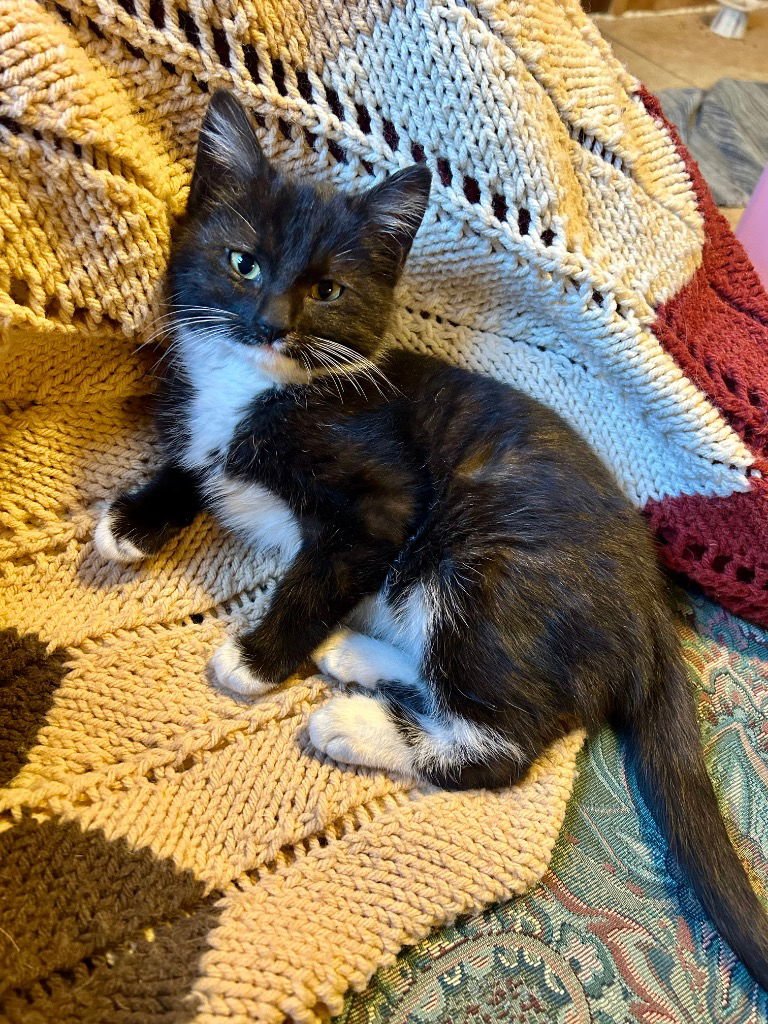 CHARLES - Domestic Medium Hair available for adoption