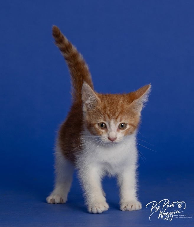 Willa Feral Image