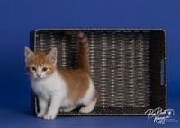 Willa Feral - Photo 3