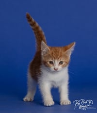 Willa Feral - Photo 4