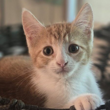WILLA FERAL - Domestic Short Hair available for adoption