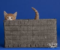 Willa Feral - Photo 2